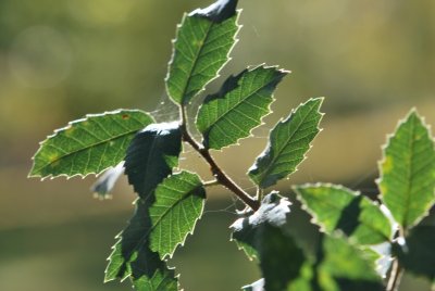 Quercus ilex - dub cesmínový (5)